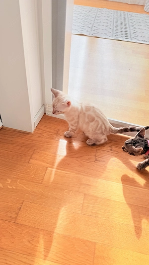 18. März drei Snow Lynx Bengal Kitten zur Welt gekommen  Bild 8