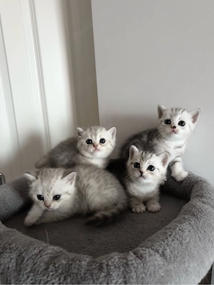 BKH Kitten ab Juli abzugeben