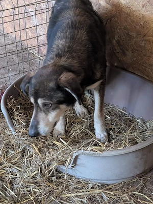 Sammy möchte auch noch ein schönes Zuhause Bild 9