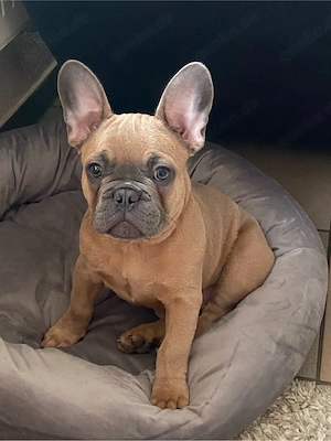 Toller französichee Bulldogge Welpe 5 Monate