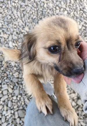 Betty sucht Liebe und Geborgenheit