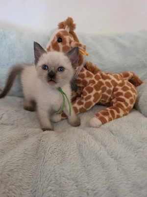 Reinrassige wunderschöne Siam Kitten 