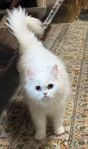 Perserkatze weiß