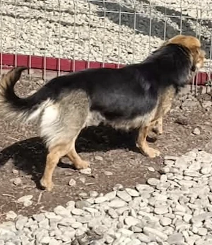 Ayla sucht ihre Menschen für immer Bild 8