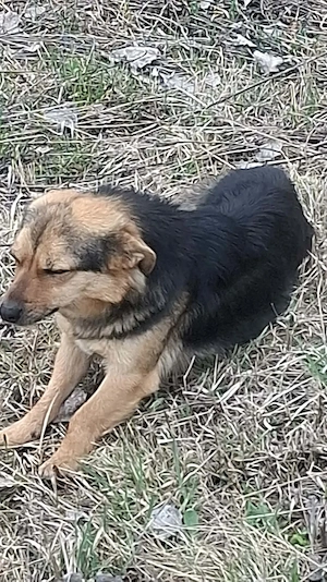Ayla sucht ihre Menschen für immer Bild 9