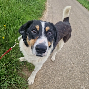 Charly, 1 Jahr, 65 cm, lieb