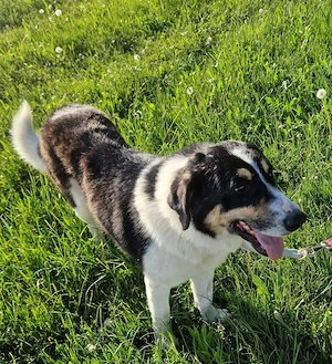 Charly, 1 Jahr, 65 cm, lieb Bild 6
