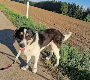 Charly, 1 Jahr, 65 cm, lieb Bild 7