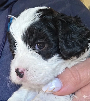 Cavapoowelpen