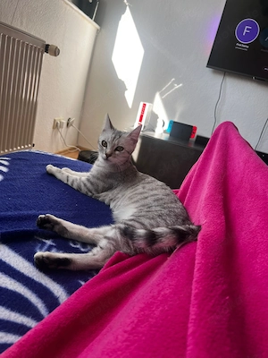 BKH Kater und EKH Tabby Kitten in gute Hände Bild 3