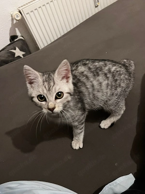 BKH Kater und EKH Tabby Kitten in gute Hände Bild 5