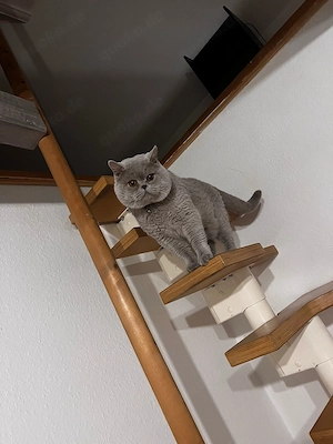 BKH Kater und EKH Tabby Kitten in gute Hände Bild 2