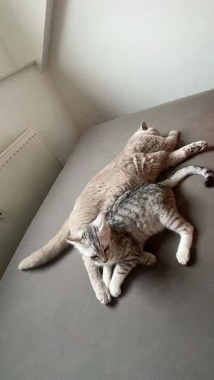 BKH Kater und EKH Tabby Kitten in gute Hände Bild 4