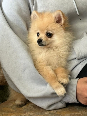 pomeranian zwergspitz vier Monate alt gechipt geimpft enwurmd 