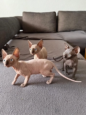 sphinks katze Bild 4
