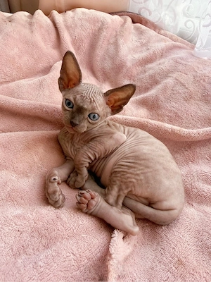 sphinks katze Bild 5