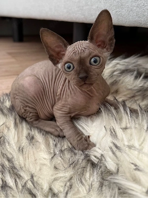 sphinks katze Bild 3