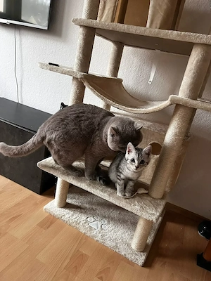 BKH Kater und EKH Tabby Kitten in gute Hände