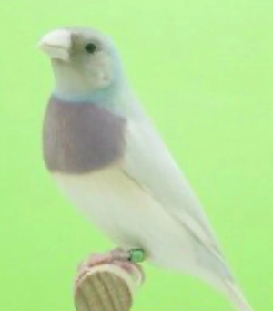 goudamadinen