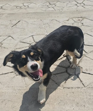 Belka, 7 Monate, 35 cm, lieb