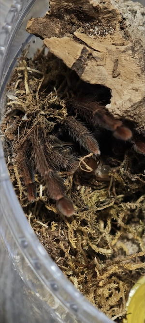Amazonius Germani, Rosarote Baumvogelspinne  Bild 2
