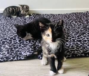 Babykatzen 
