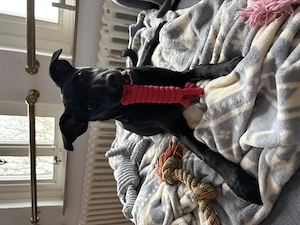 Erfahrene Hundefamilie für Hugo (Prager Rattler-Spitz-Mix) gesucht!