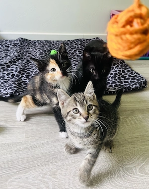Babykatzen 