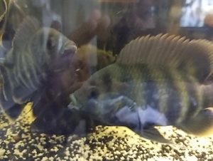 Zebratilapien (Heterotilapia buttikoferi)