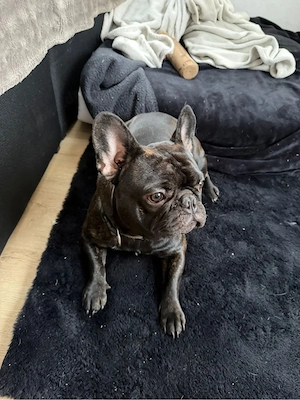 balu sucht ein neues zuhause Bild 2