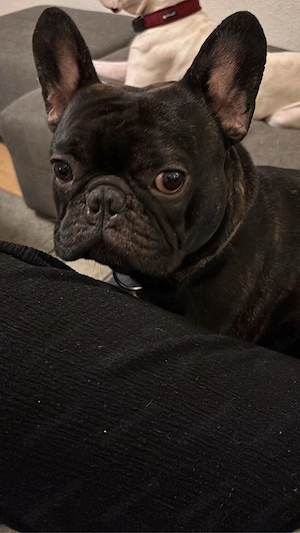 balu sucht ein neues zuhause Bild 3