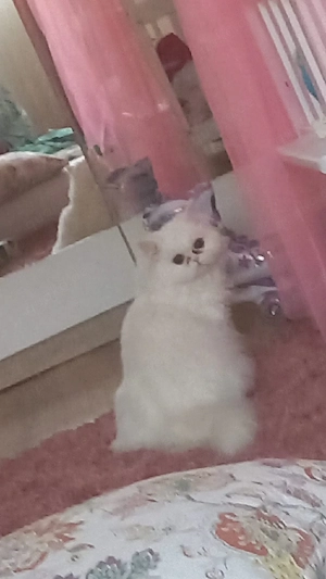 persekatze