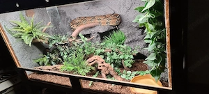 Boa constrictor 