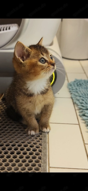 Reinrassige bkh kitten Bild 2