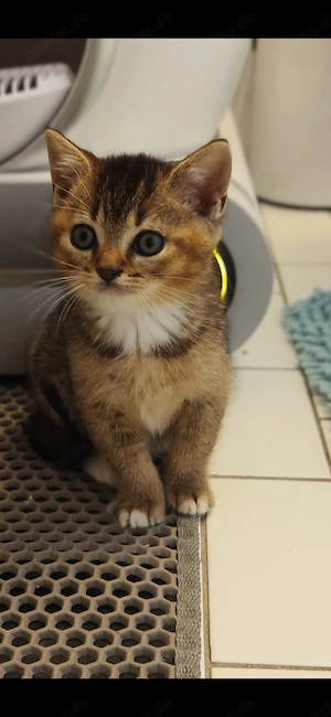 Reinrassige bkh kitten