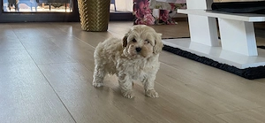 Maltipoo Welpen 