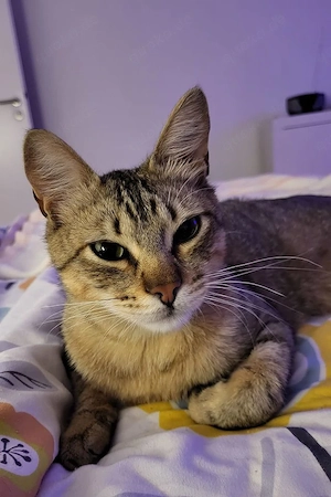 Pachi - Verschmuster Tiger sucht harmonische Familie  Bild 2