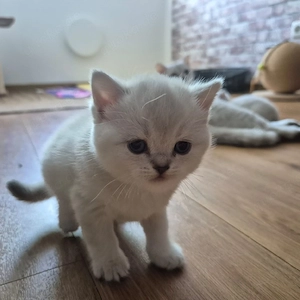 bkh kitten letzte weiße junge.