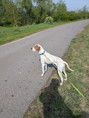 Pointer Rüde 2 Jahre 