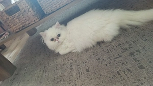 persekatze