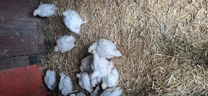 Broiler Hähnchen 