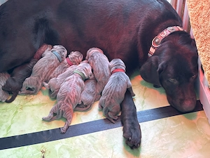 Reinrassige Labradorwelpen suchen ein wundervolles Zuhause Bild 7