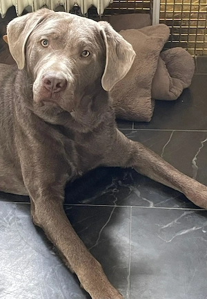 Reinrassige Labradorwelpen suchen ein wundervolles Zuhause Bild 9