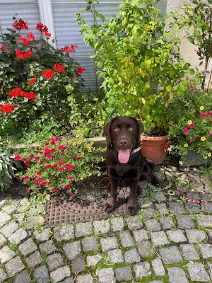 Reinrassige Labradorwelpen suchen ein wundervolles Zuhause Bild 8