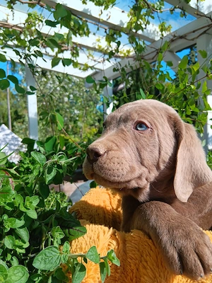 Reinrassige Labradorwelpen suchen ein wundervolles Zuhause