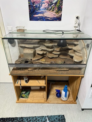 Leopardgeckos mit Terrarium und Zubehör zu verkaufen