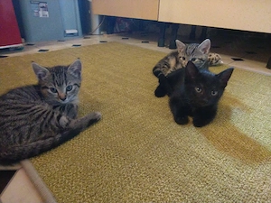 Katzen Kitten 9 Wochen alt 