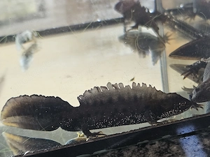 Kammmolch Triturus cristatus Bild 2