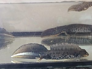Kammmolch Triturus cristatus