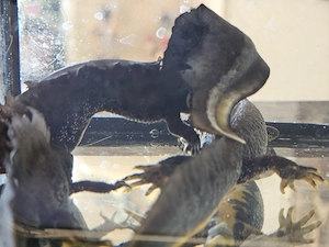 Kammmolch Triturus cristatus Bild 3